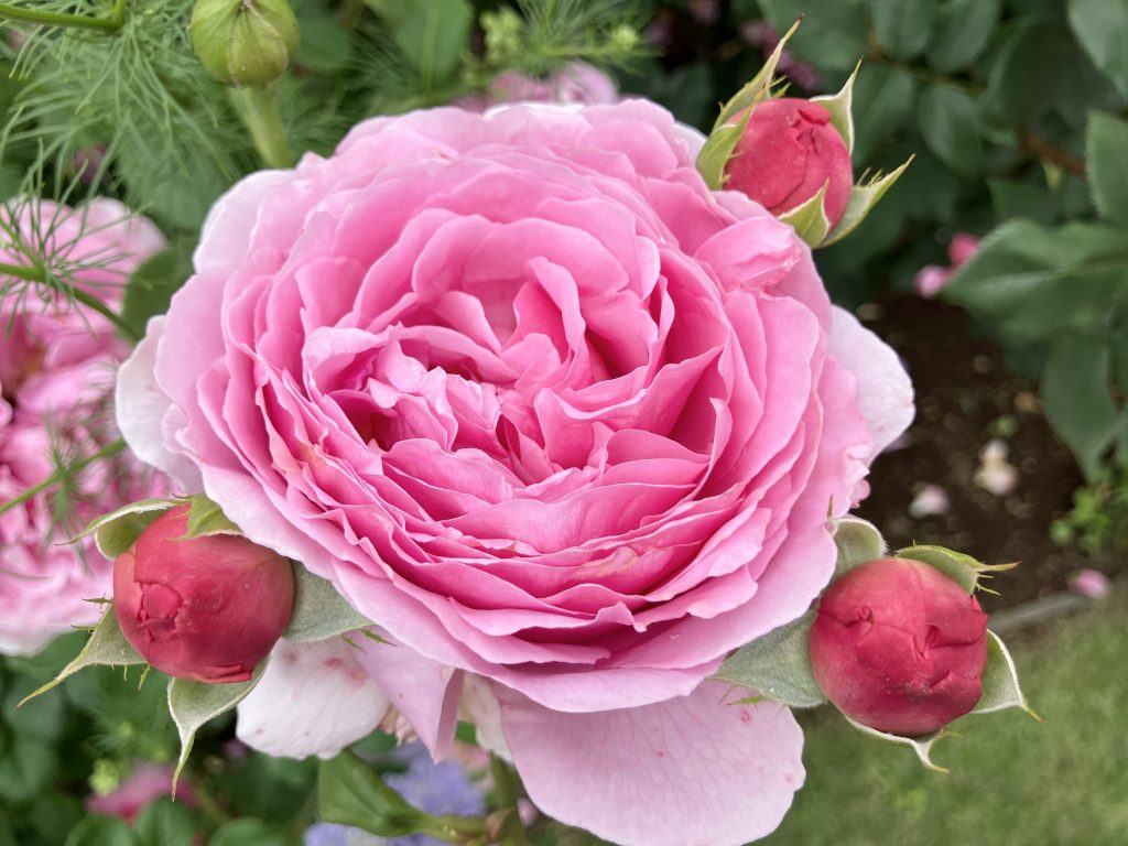 フェントン　バスケット　ローズガーデン ファミリーローズガーデン訪問2025 | 三友建設株式会社